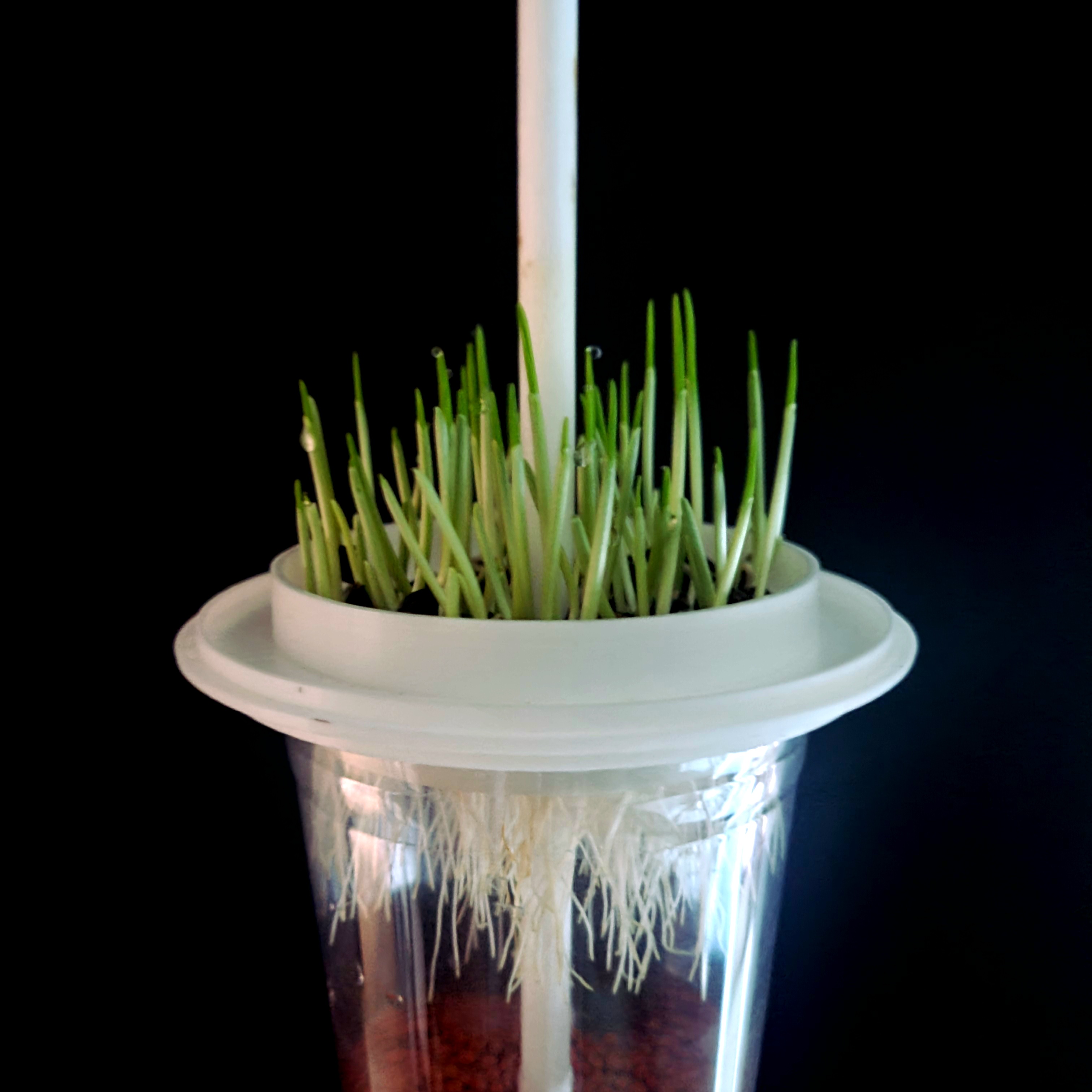 AeroWick 프로토타입: 상부 배지에서 발아, 하부 공기층에서 뿌리 발달